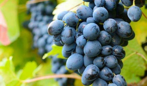 想要买到新鲜的葡萄,可以挑选?支付宝蚂蚁庄园5月16日答案截图