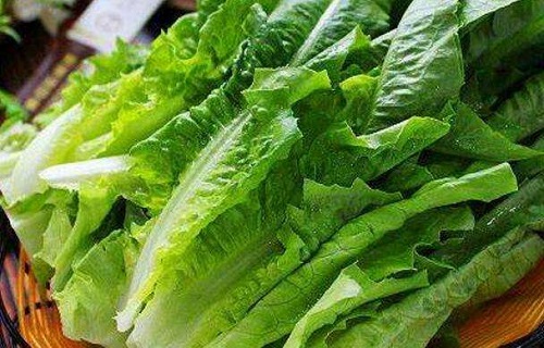 猜一猜:油麦菜和以下哪种蔬菜是“亲戚”?支付宝蚂蚁庄园5月24日答案截图