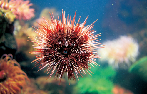 小鸡宝宝考考你,以下哪种动物拥有一口锋利的牙齿?支付宝蚂蚁庄园7月18日答案截图